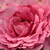 Roze - Floribunda roos - Csíkszereda